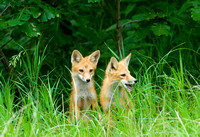 Red Fox Kits II
