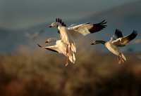 Dropping In II - Snow Geese