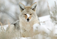 Winter Respite I - Coyote
