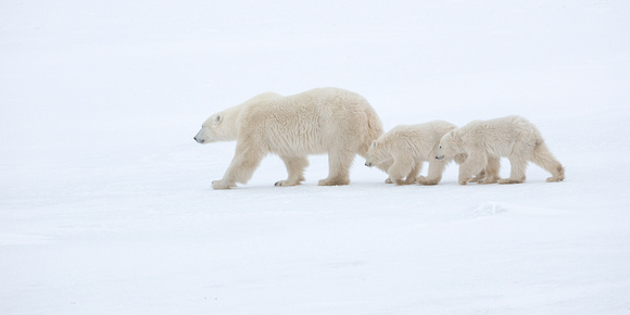 Blind Faith - Polar Bears