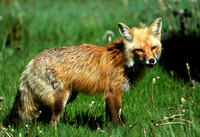 Success - Red Fox