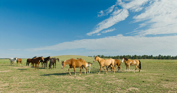 "The Gathering" - Wild Horses