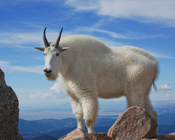 Lord of the Mountain - Mountain Goat