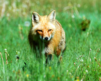 On the Hunt - Red Fox