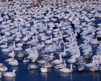 Dawn's Early Light - Snow Geese