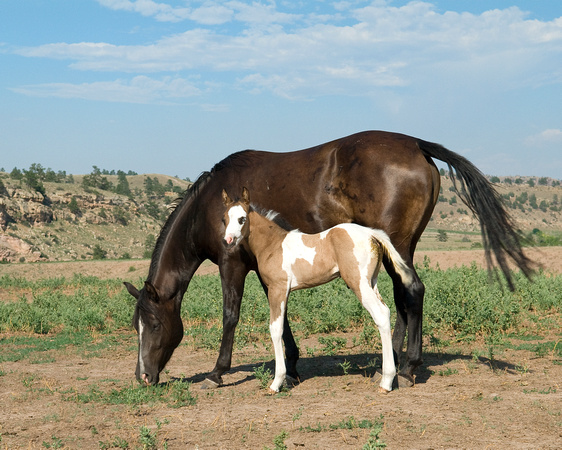 Mare and Foal - Wild Horses
