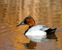 Canvasback at Sunset