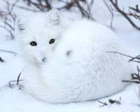 Settling In - Arctic Fox