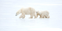 Blind Faith II - Polar Bears