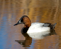 Canvasback King