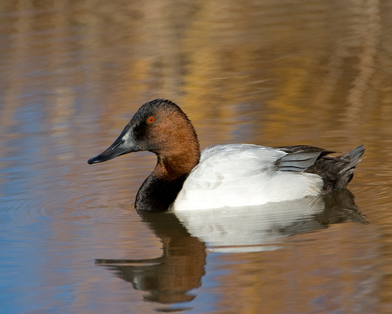 Canvasback King