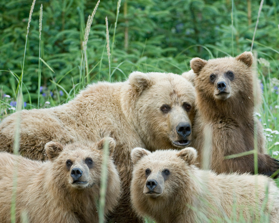 Grizzly Family