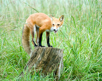 King of the Stump - Red Fox