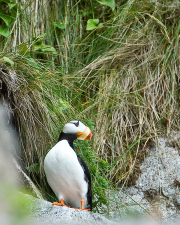 Perching Puffin IV