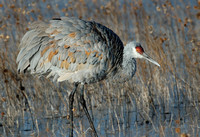 Finely Feathered - Sandhill Crane