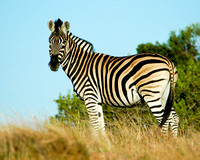 Surveying the Savannah II - Zebra