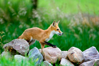 King of the Hill - Red Fox