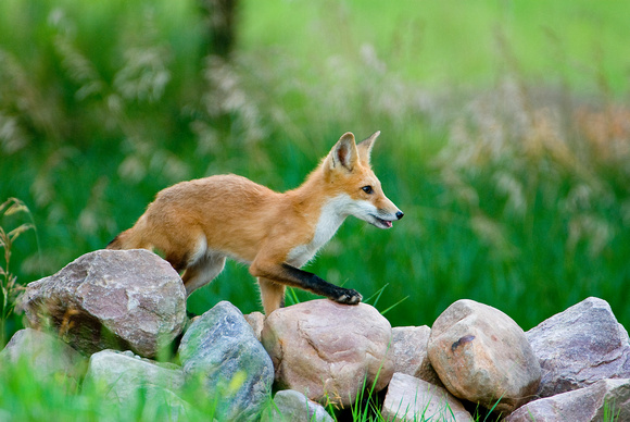 King of the Hill - Red Fox