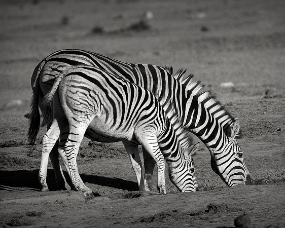 Black and White - Zebra