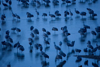 Cool Morning - Sandhill Cranes