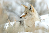 Winter Respite II - Coyote