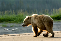 Beach Bear - Grizzly