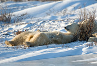 Catching Rays - Polar Bear