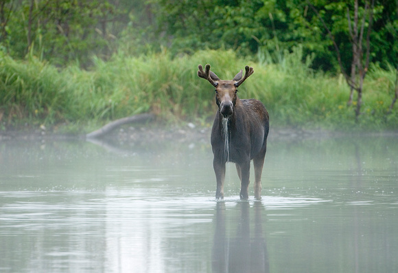 Foggy Morning Moose