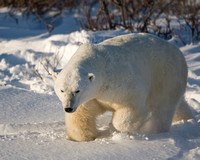 Dashing Through the Snow - Polar Bear