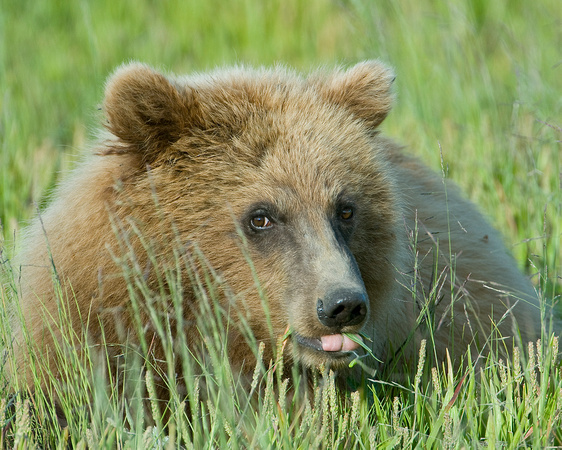 Grizzly Cub II