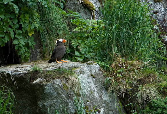On the Edge III - Tufted Puffin
