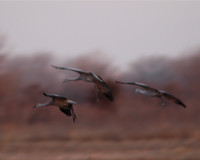 Dropping In - Sandhill Cranes