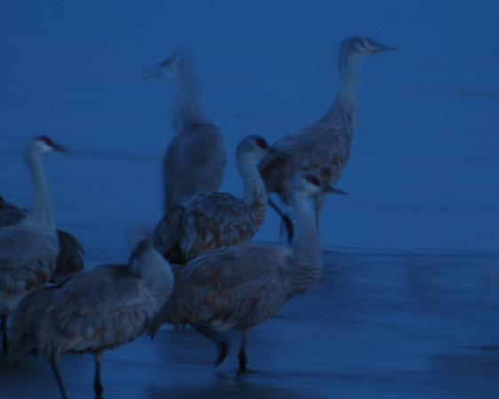 Cranes in Blue - Sandhill Cranes