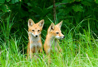Red Fox Kits I