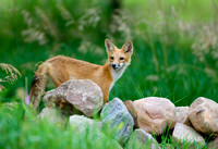 King of the Hill II - Red Fox