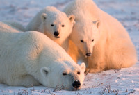 Basking in the Glow - Polar Bears