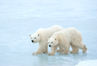 Cubs of the Year - Polar Bear
