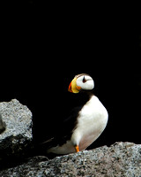 Horned Puffin I