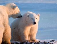 Attentive Mother - Polar Bears
