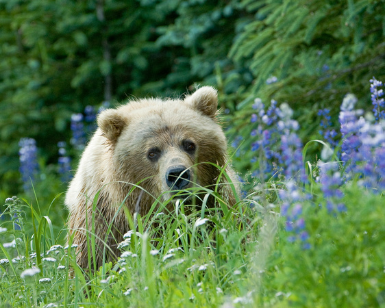 Grizzly in Lupine