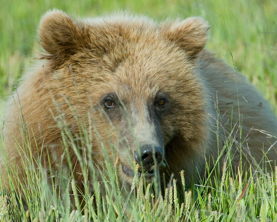 Down for a Nap - Grizzly Cub