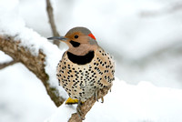 All Dressed Up I - Northern Flicker