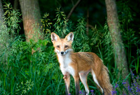 Intensity - Red Fox