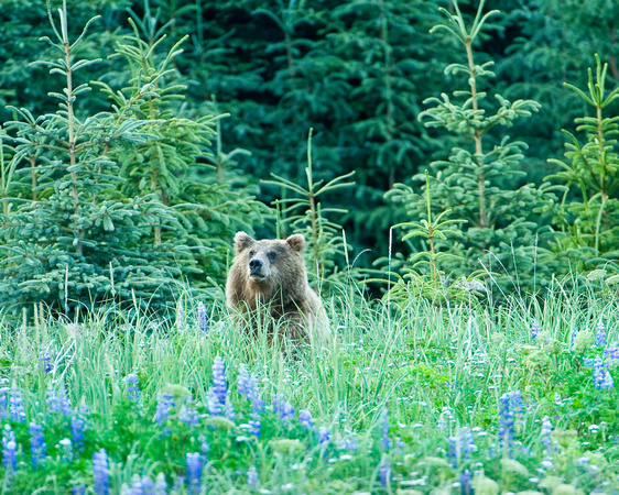 Cautious Approach - Grizzly Bear