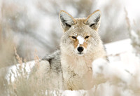 Winter Respite III - Coyote