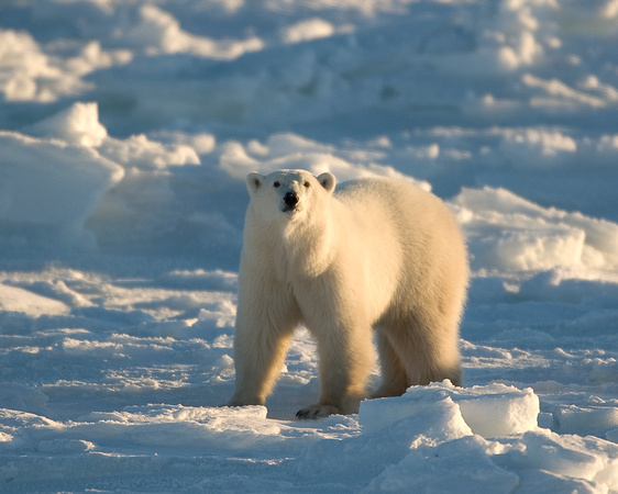 Arctic Shadows - Polar Bear