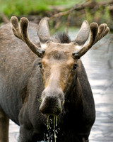 Moose Drool I
