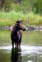 Beaver Pond Moose