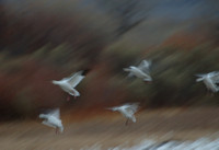 Dropping In - Snow Geese