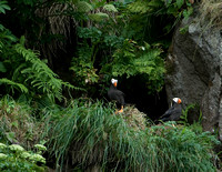 On the Edge II - Tufted Puffins